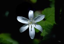Bride's Bonnet.JPG