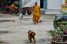 animal-wat-1.jpg