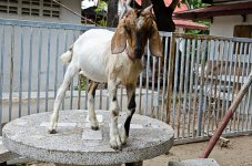 animal-wat-5.jpg