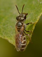 Fly.jpg