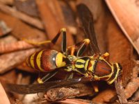 Wasp3.jpg