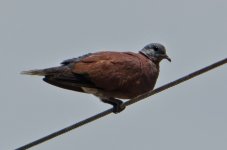 birdonwire-1.jpg