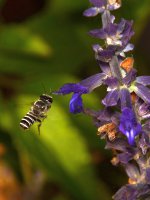 Bee.jpg