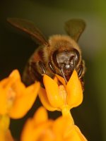 Bee2.jpg