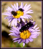Two Purple Daisy Flowers with Lots of Bugs on them.jpg