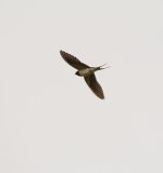 DSC_6317.jpg
