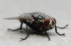 DSC_8847.jpg
