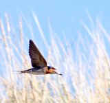 swallow glide.jpg