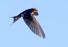 swallow.jpg