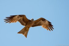 SHM_5985.jpg