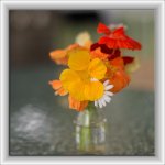 Flowers & Bokeh.jpg