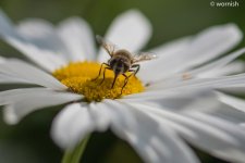 bee.jpg