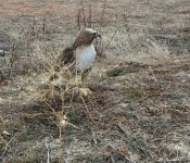 red tail.jpg