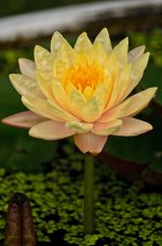 longyellow-flower-1.jpg