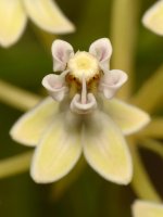 Milkweed3.jpg