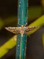 Moth.jpg
