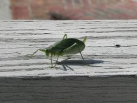 Leaf Hopper - for upload.jpg