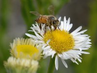 Bee.jpg