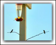 600_5492 Stitch.jpg