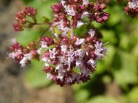 DSCN2056.jpg
