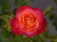 Rose.jpg