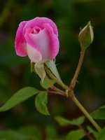 Rose2.jpg
