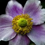 DSC_9838.jpg