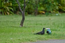 banbueng-bird-6.jpg