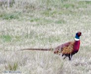 First pheasant attempt LOL.jpg