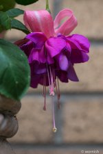 large fuchsia.jpg