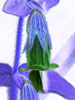 Fragrance2.jpg