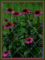 Purple Button Flowers.jpg