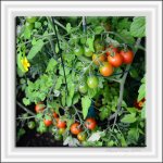 tomatoes.jpg