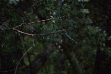 DSC_0551.JPG