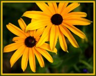 Two Dasies with a Bee.jpg
