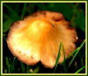 Mushroom after the Rain.jpg
