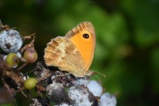 Pyronia tithonus - female Gatekeeper.jpg