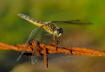 DSC_0080-1-2.jpg