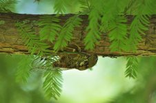 tree bug.jpg