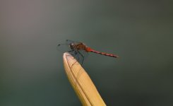 Copy - DSC_0569.jpg
