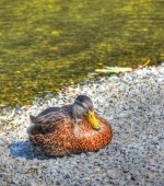 D810 #2 Cape 70-200 #1 HD2a.jpg