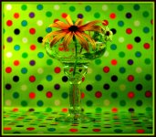Daisy with Green Polka Dots.jpg