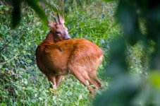 20140728 Deer.jpg