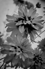 20140729 flower.jpg