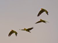 Parrots2.jpg