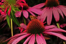DSC_9086.jpg