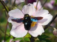 Xylocopa violacea - Violet Carpenter Bee.jpg