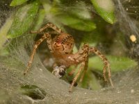 Spider.jpg