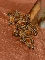 Bees.jpg