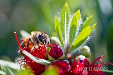 D800E Bee.jpg